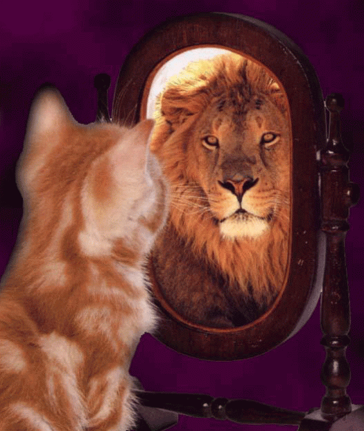 cat-sees-lion-in-mirror-2